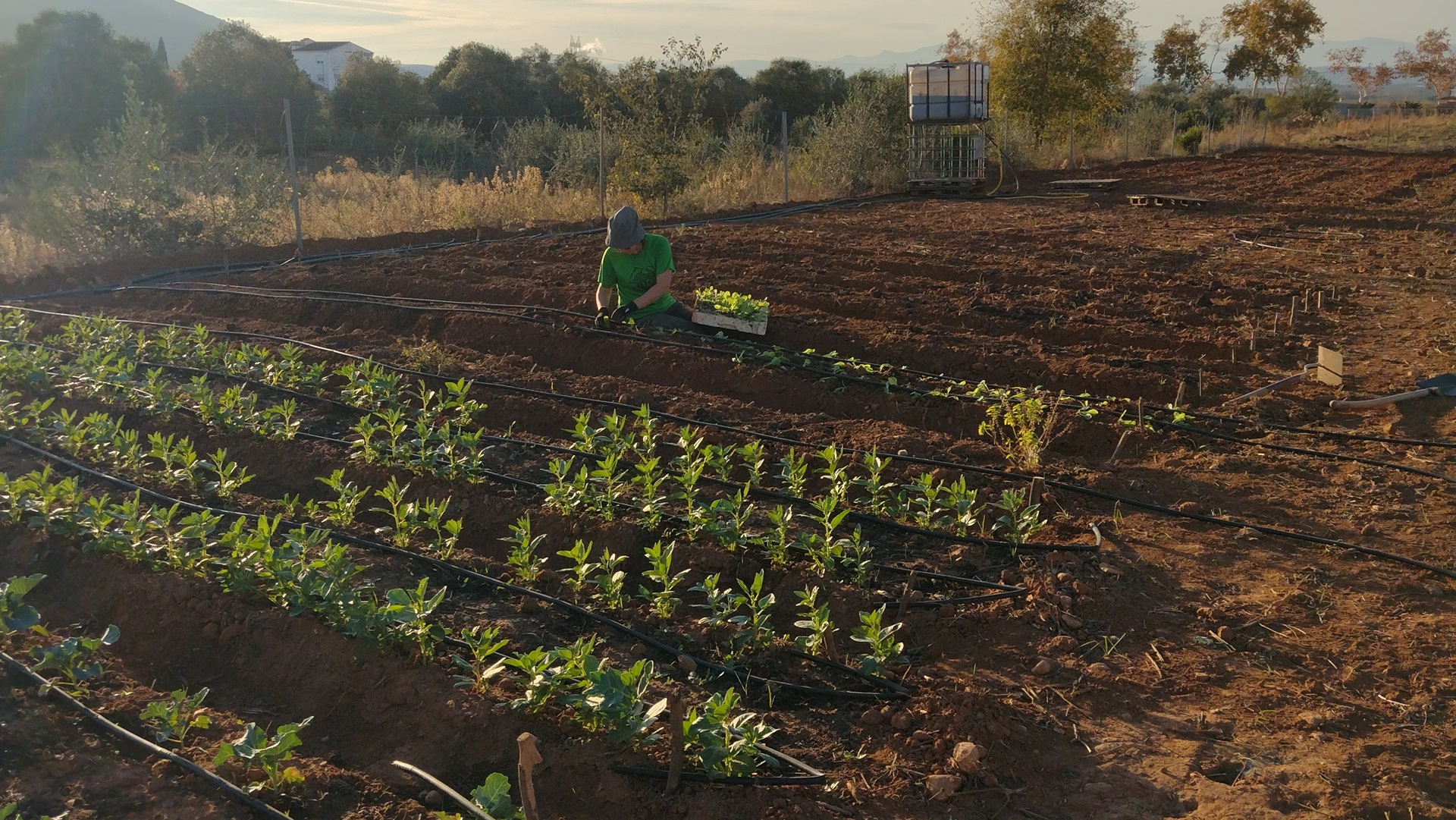 Agricultura regenerativa qué debes saber para mejorar tus fincas